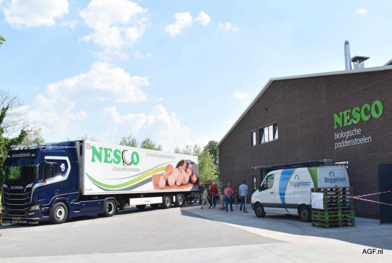 近年來，荷蘭食用菌產業發展情況如何？